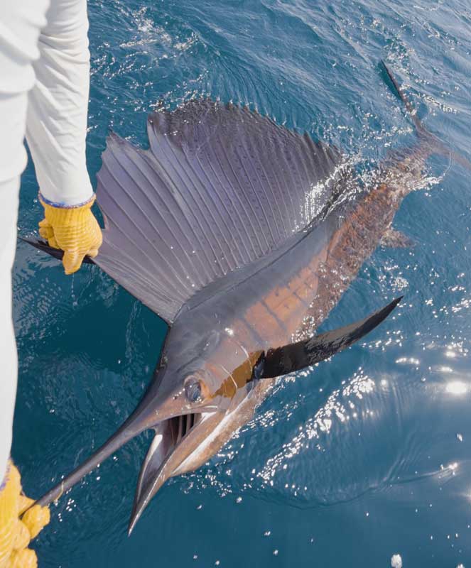 DFavato_BlueBayouSportFishing_DJI_0128.00_06_24_05 DFavato_BlueBayouSportFishing_DJI_0128.00_06_24_05