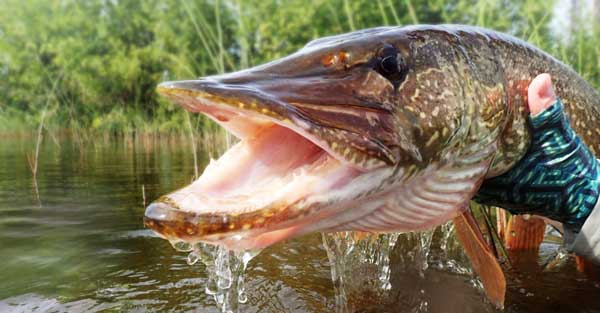 gator_600